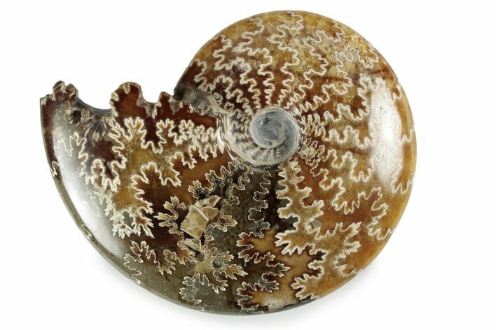 Polished Ammonite (Cleoniceras) Fossil - Madagascar #358457